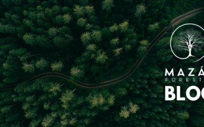 El Rol de la Madera Certificada en la Protección Ambiental