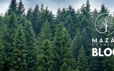 Cortar para Crecer: Cómo la Gestión Sostenible de Bosques Beneficia Nuestro Planeta