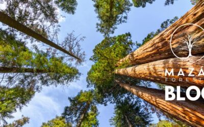 La Importancia de Seleccionar las Especies de Madera Correctas
